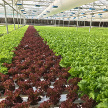 Red Lettuce