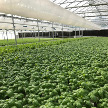 Green House