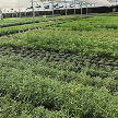 Herbs